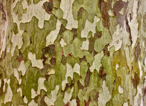 Background from a spotted trunk of a plane tree