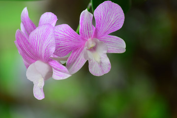  Pink orchid That is beautiful color on a natural background