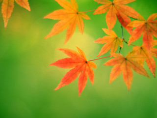 手の形をしたオレンジ色のもみじ