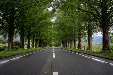 メタセコイア並木の写真