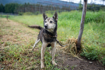 かわいい犬の写真