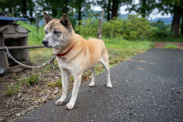 かわいい犬の写真