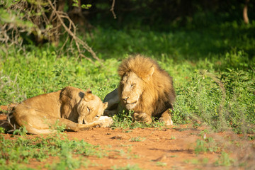 A male lion courting a female lioness in the beautiful morning light