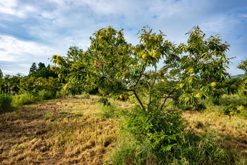 Obraz premium 丘の上の栗の木の写真