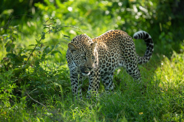 A leopard and her cub. Mom watching from the safety of the tree whilst her cub stalks hyaena on the floor