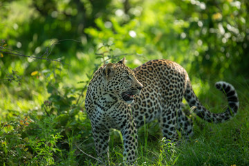 A leopard and her cub. Mom watching from the safety of the tree whilst her cub stalks hyaena on the floor