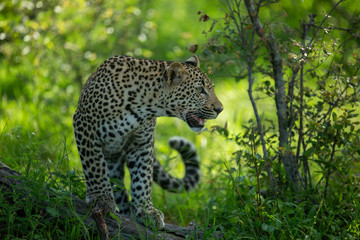 A leopard and her cub. Mom watching from the safety of the tree whilst her cub stalks hyaena on the floor