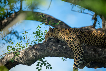 A leopard and her cub. Mom watching from the safety of the tree whilst her cub stalks hyaena on the floor