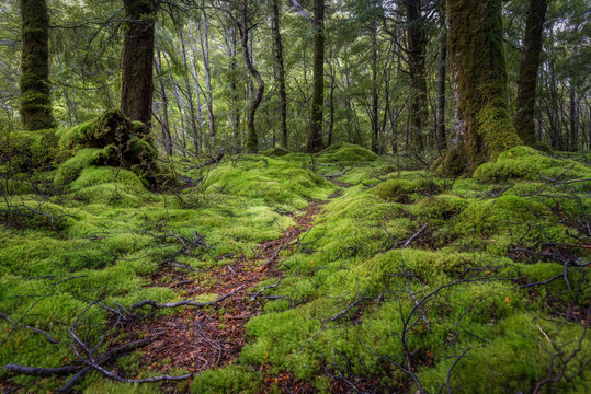 Kepler track through lush, green moss and forest in New Zealand