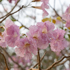 Trumpet trees or Tabebuia rosea blooming in spring season. Pink flower in the park.