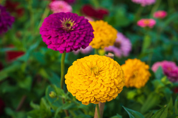 Colorful flower Zinnia in the summer garden