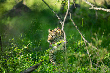 A leopard and her cub. Mom watching from the safety of the tree whilst her cub stalks hyaena on the floor