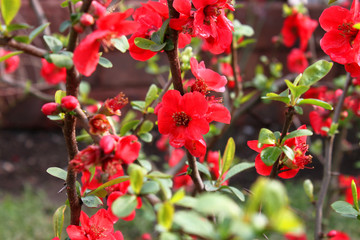 Closeup of japanese quince flowers (Chaenomeles japonica)	