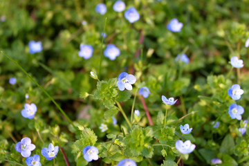 Little Blue Spring Wild Flower - Veronica