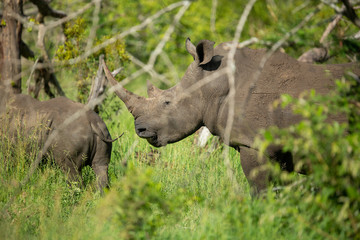 Rhino mother with calf. Both rhino still have their horns