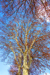 Branches of a plane-tree with golden autumn foliage against a blue sky