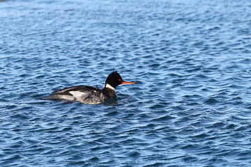 Duck swimming on sea surface in sunny winter day closeup. Wild Goosander (Mergus merganser) drake in natural habitat. Diving pochard seabird on the move.