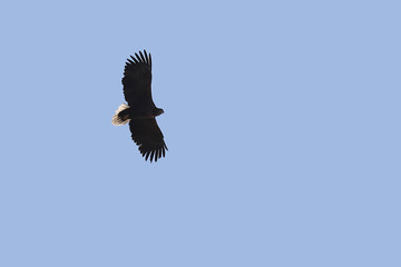 Eagle flying on blue sky background.  White-tailed eagle (Haliaeetus albicilla) hunting in natural habitat. Bird of prey looking for prey.