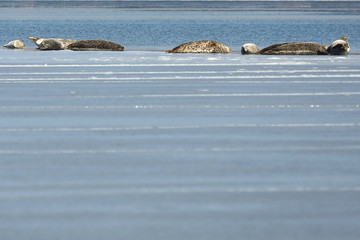 Fototapeta premium Seals (spotted seal, largha seal, Phoca largha) laying on sea ice floe in winter sunny day. Wild spotted seals sanctuary.