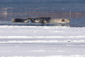 Fototapeta premium Seals (spotted seal, largha seal, Phoca largha) laying on sea ice floe in winter sunny day. Wild spotted seals sanctuary. 