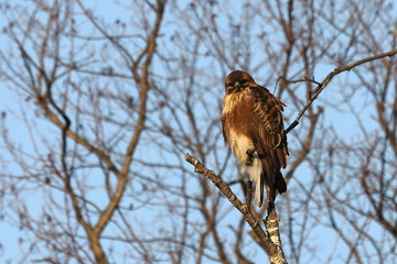 Eastern buzzard or Japanese buzzard   (Buteo japonicus) sitting on tree branch on sky background closeup. Bird of prey in natural habitat.