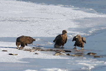 Eagles sitting on sea ice floe and eating fish.  White-tailed eagles (Haliaeetus albicilla) hunting in natural habitat. Birds of prey in winter.