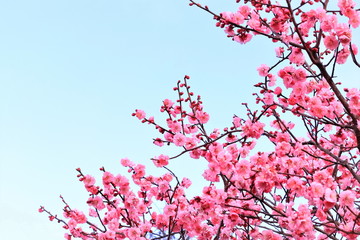 美しい紅梅