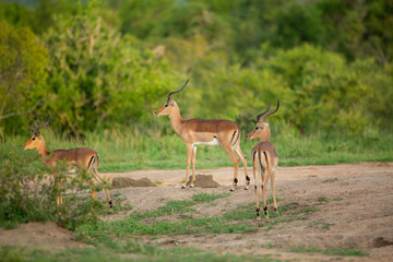 A group of impala rams standing alert.