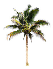 Naklejka na ściany i meble Coconut palm trees isolated on white background.