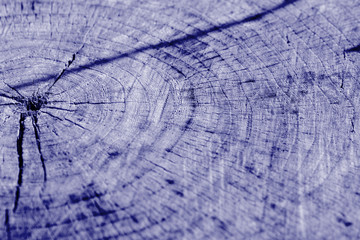 Tree cut texture close up. Wooden background blue color toned