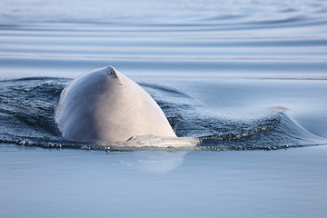 Beluga whale or White whale (Delphinapterus leucas) diving in calm blue sea. Wild sea mammal in natural habitat.