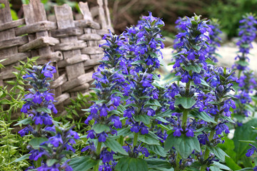 Wild ayuga bloom in spring (Ajuga reptans)	