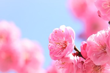 美しい梅の花
