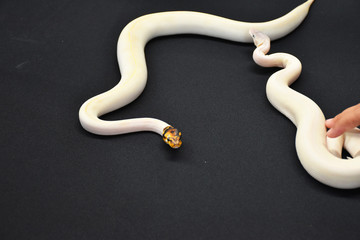 The yellow-headed white snake is gliding on a black background.