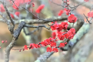 美しい紅梅