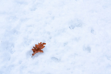Dry oak leaf in the snow