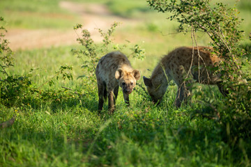 Spotted hyaena hoping to pick up a few spoils from a leopard kill hoisted in a tree above them. 