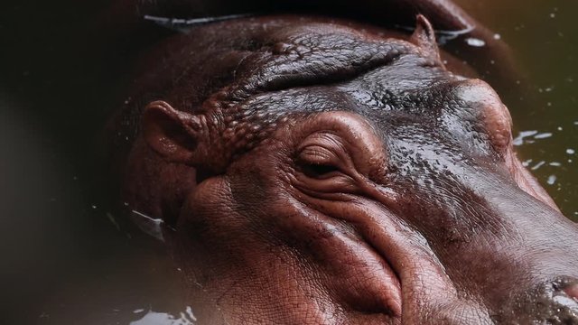 The hippopotamus is swimming and relax on the river. It is looking and searching for food to sustain life.  It is a dangerous and strong animal.