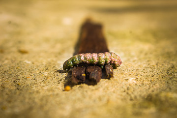 small caterpillar 