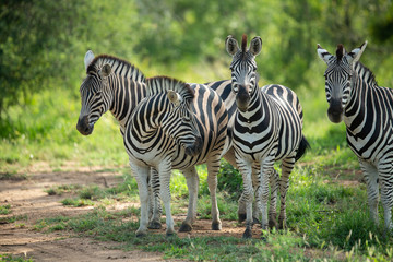 Fototapeta na wymiar Zebra standing alert in the shade during a hot spell