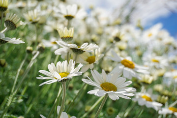 daisy flower background montains garden	