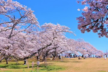 満開の染井吉野