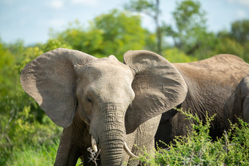 Fototapeta na wymiar Elephant in the bush. Ears splayed