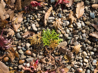 A green shoot growing among pebbles, showing resilience