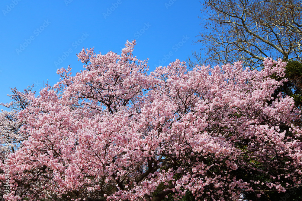 Wall mural japanese cherry blossom 3