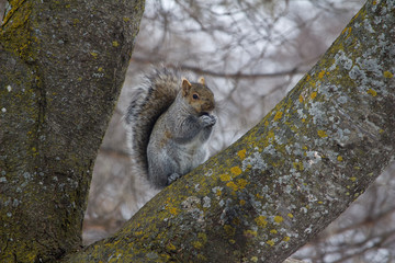 Cute solitary gray squirrel sitting on a mature tree branch facing the camera