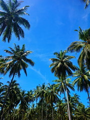 Fototapeta na wymiar tropical coconut trees up to good sky day 