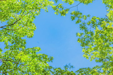 新緑の葉と青空