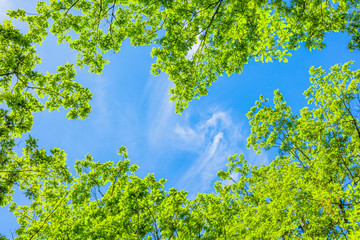 Fototapety  新緑の葉と青空