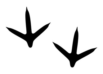 Chicken or bird footprints / tracks flat vector icon for animal apps and websites